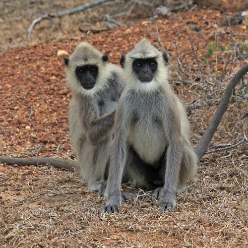 Grey Langur